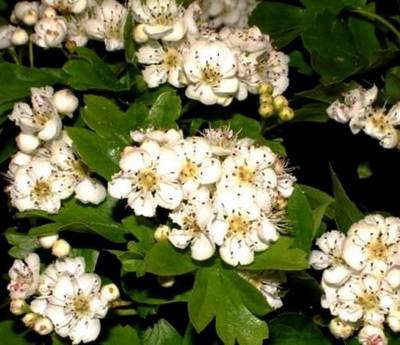 CRATAEGUS MONOGYNA BIANCOSPINO